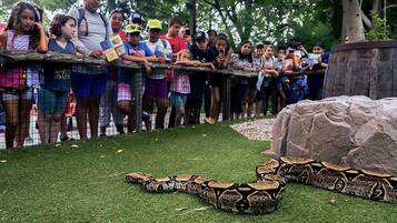 A group of people observing a snake enclosure at a zoo.