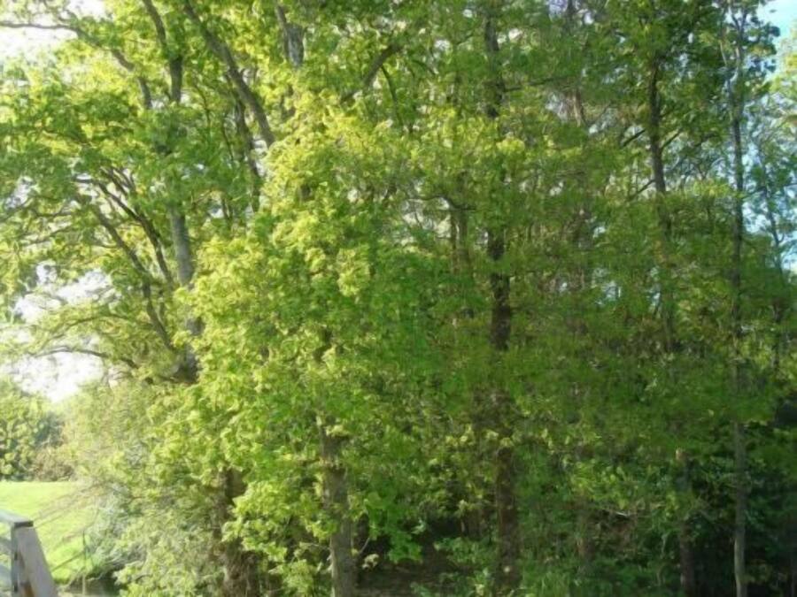 Een dicht bos met hoge bomen en een heldere lucht.