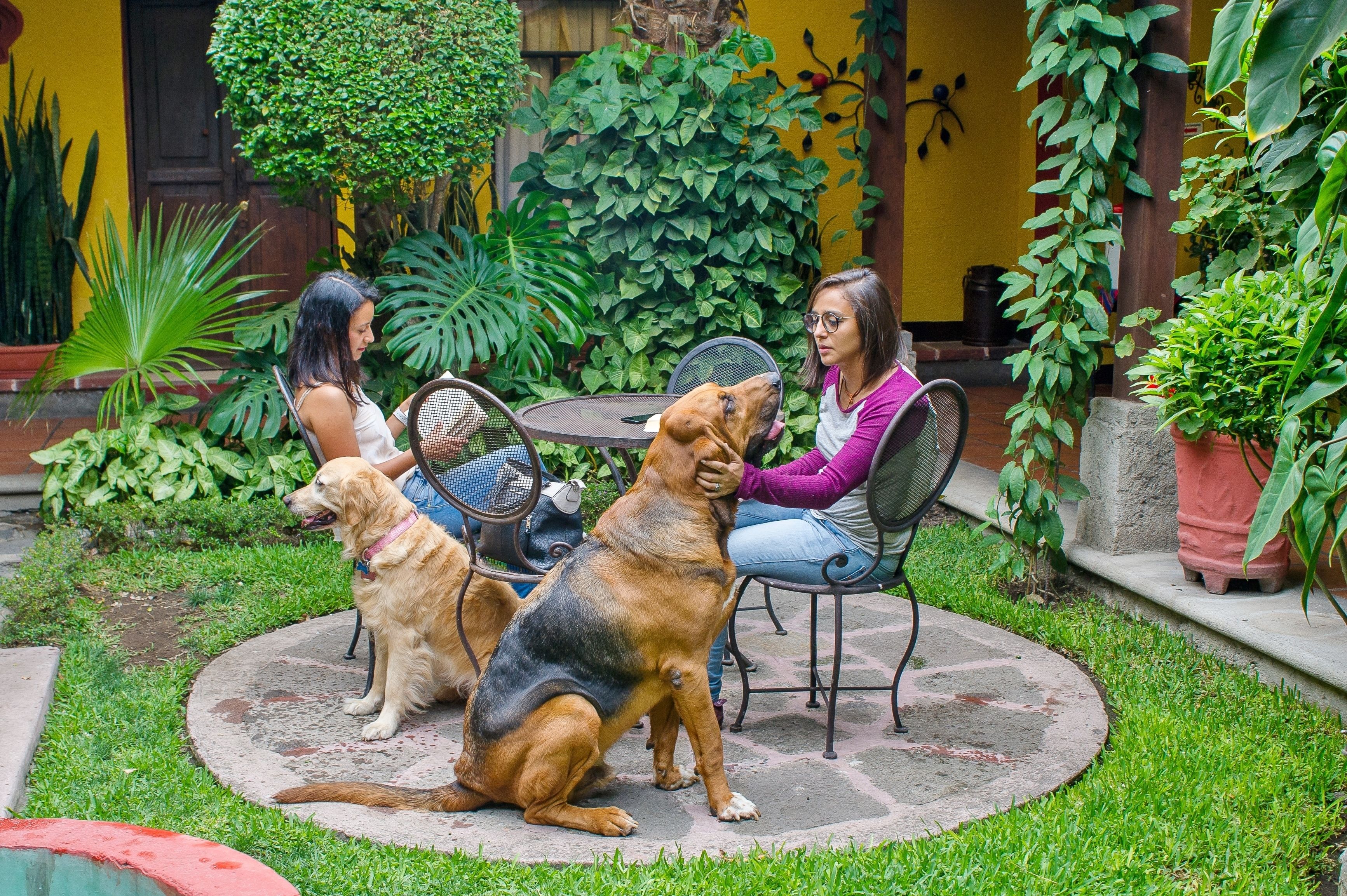 Um pátio com uma mesa redonda e cadeiras, cercado por vegetação exuberante e plantas em vasos.