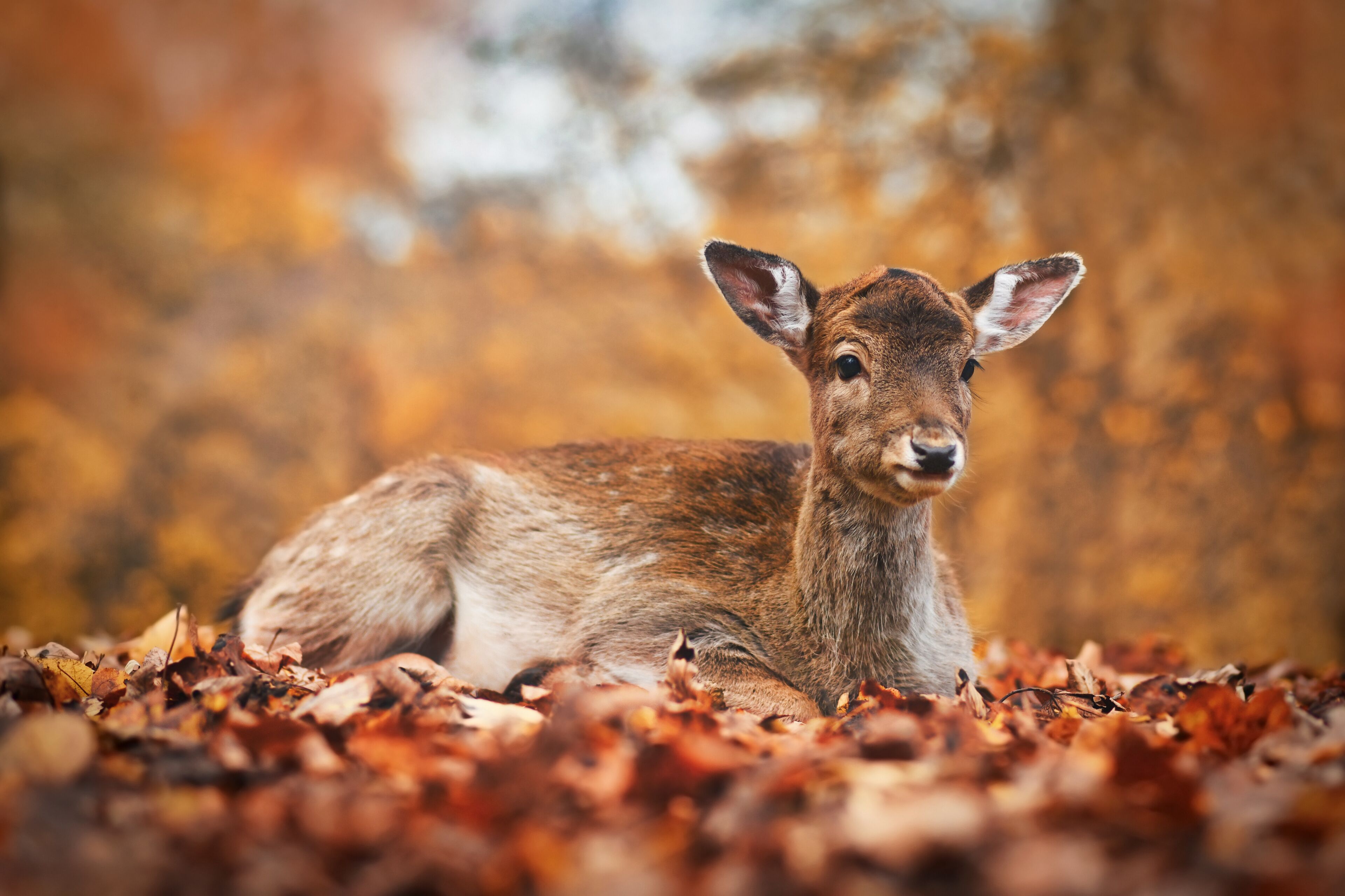 Ein Reh liegt auf herabgefallenen Blättern.