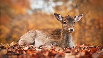 A deer lying on fallen leaves.
