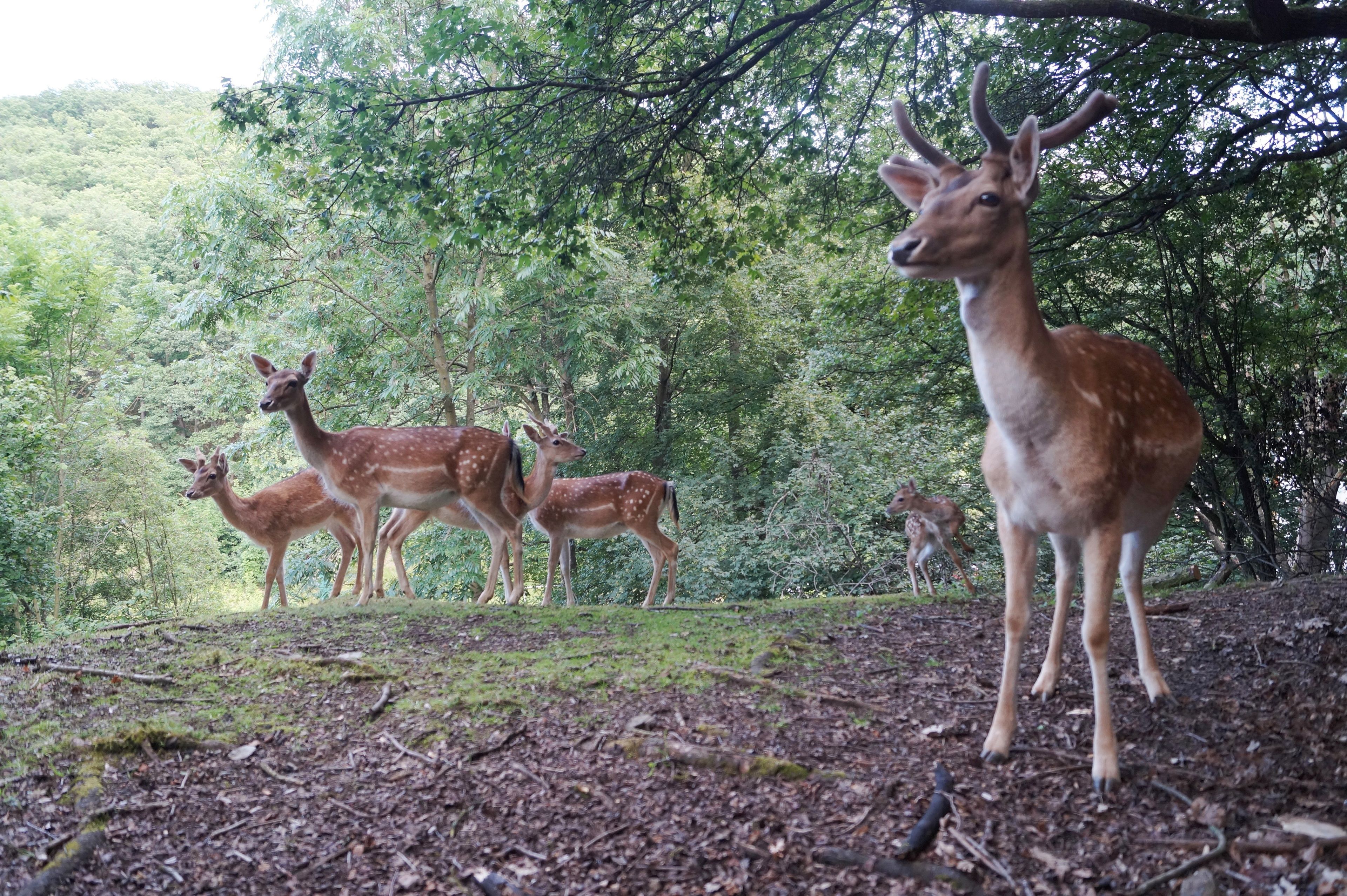 Un groupe de cerfs se trouve dans une zone boisée, caractérisée par une végétation luxuriante et de nombreux arbres.