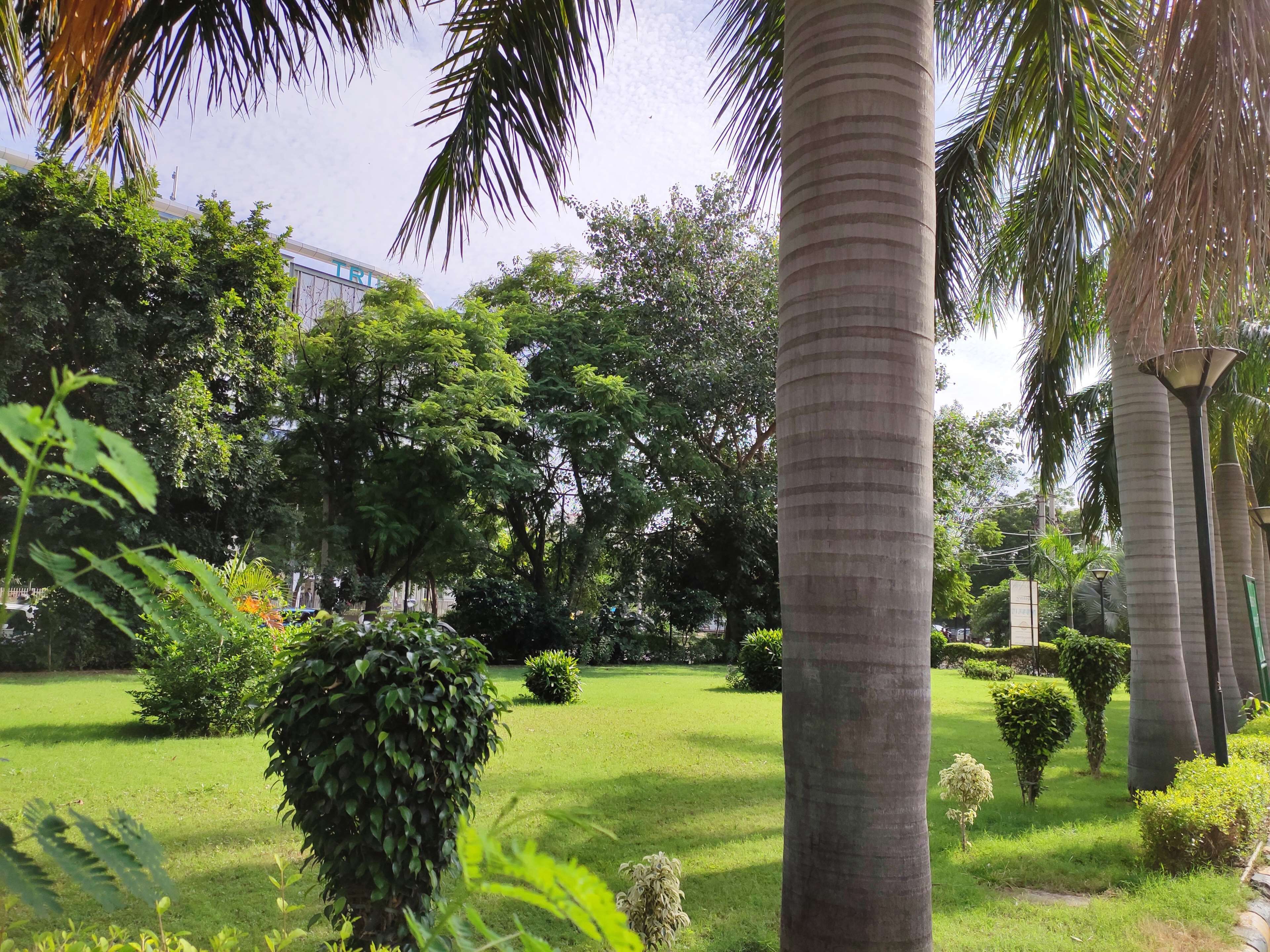 A lush garden with palm trees, a well-maintained lawn, and various shrubs.