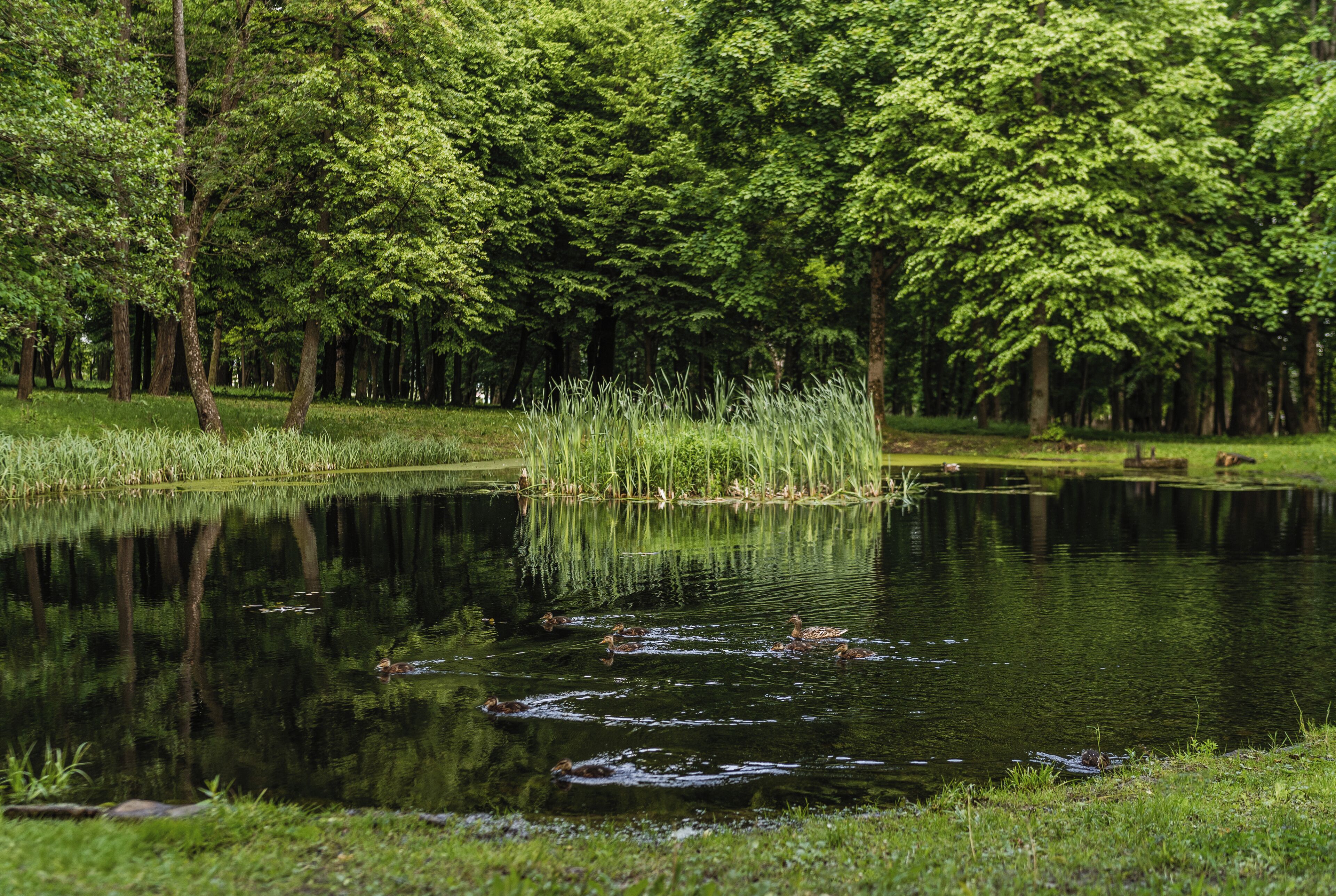 Um lago calmo rodeado por vegetação exuberante e árvores.