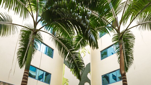 A courtyard with palm trees, a water feature, and a building with large windows.