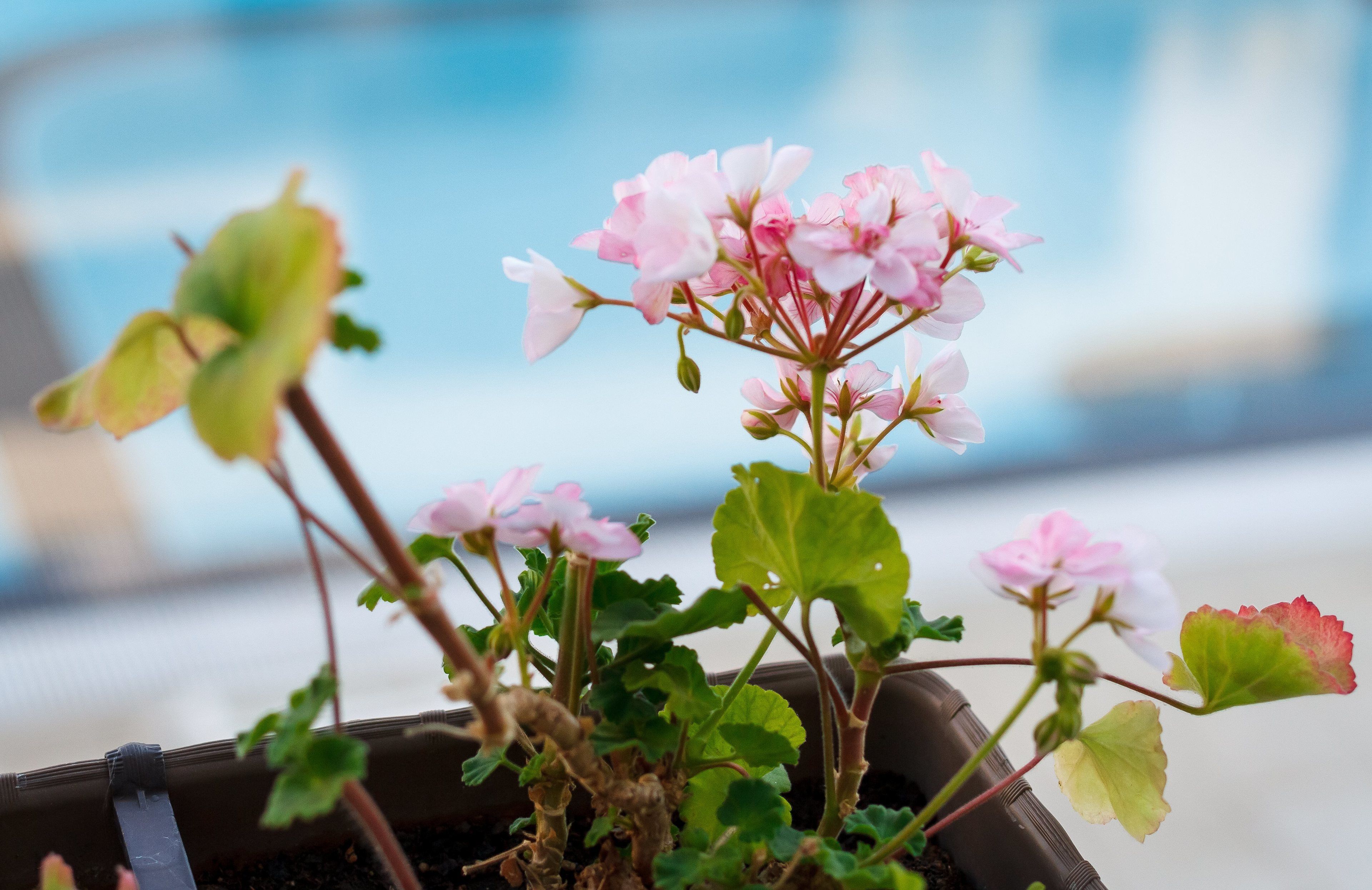 Une plante en pot avec des fleurs roses et des feuilles vertes.