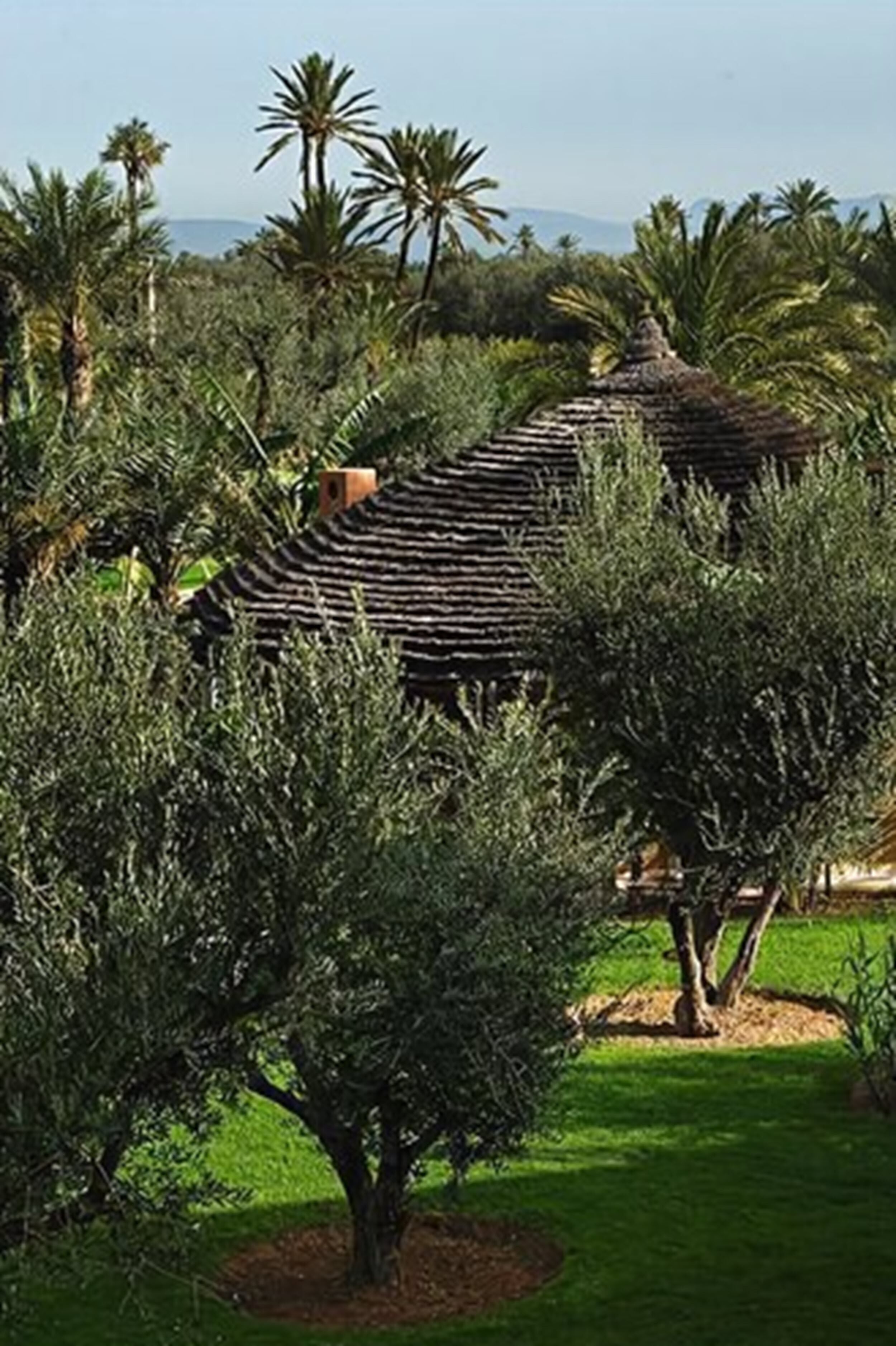 Un edificio tradicional con techo de paja, rodeado de abundante vegetación y palmeras.