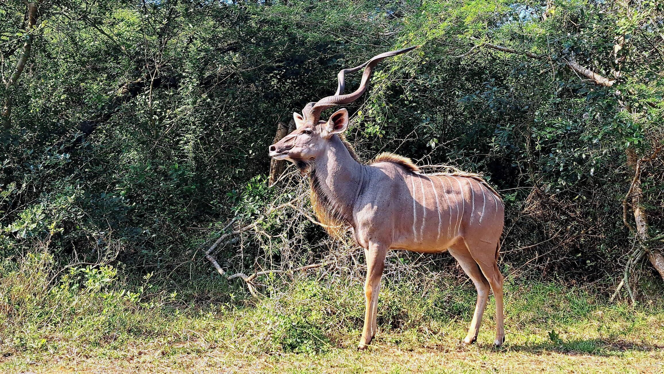 Ein Kudu steht in einer natürlichen Umgebung mit dichtem Blätterwerk im Hintergrund.