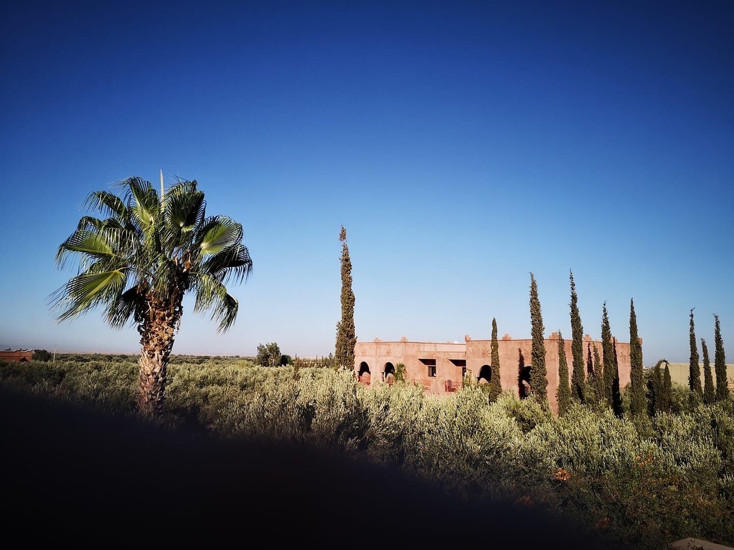 A building with a traditional architectural style, surrounded by a variety of vegetation including a prominent palm tree and tall cypress trees.