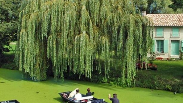 Un bateau sur une étendue d’eau calme, avec un saule pleureur en arrière-plan.