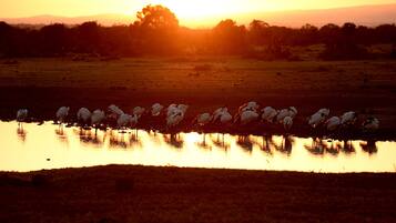 Un grupo de aves de pie en un cuerpo de agua poco profundo durante el atardecer.