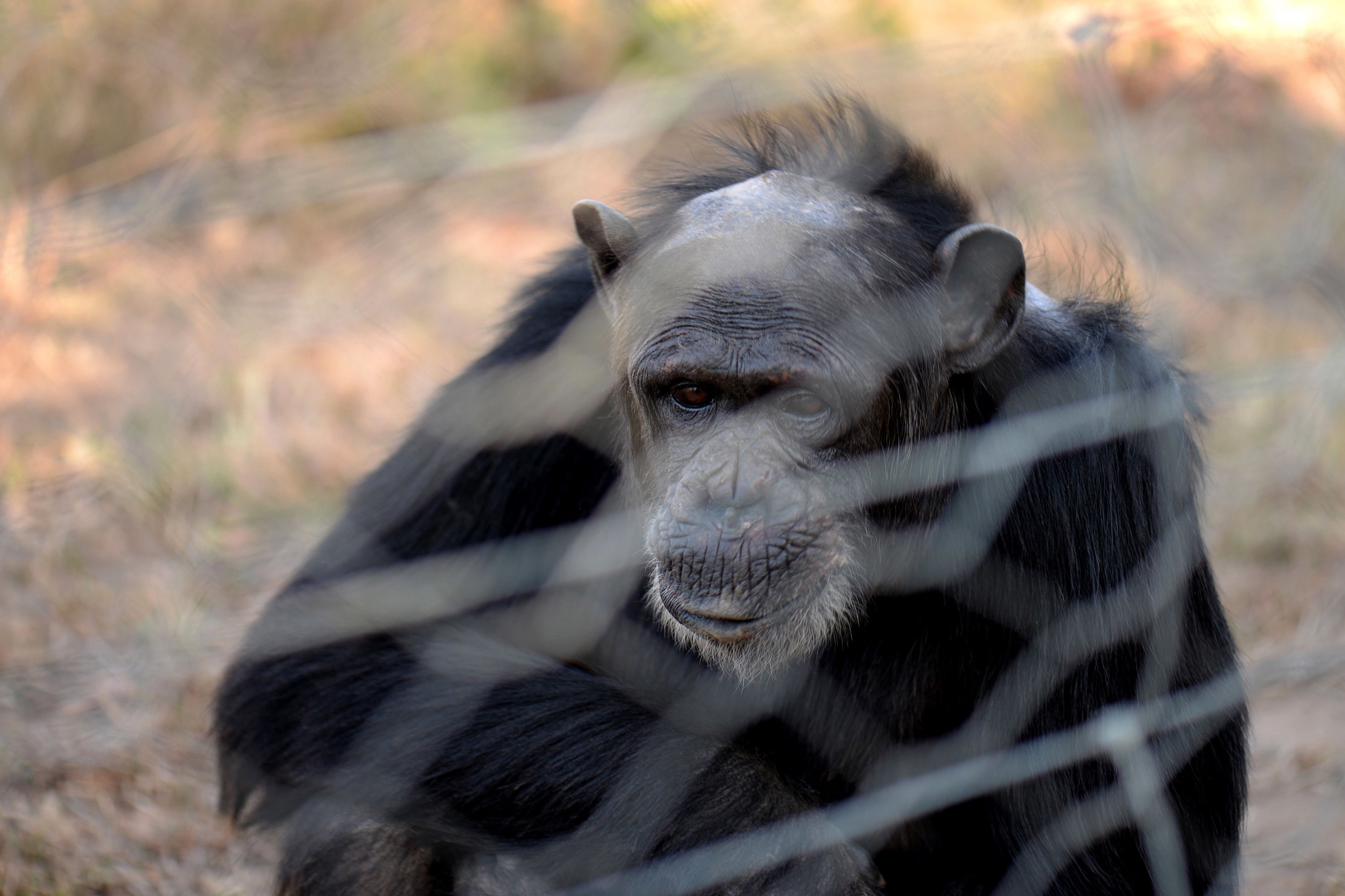 A gorilla behind a fence.