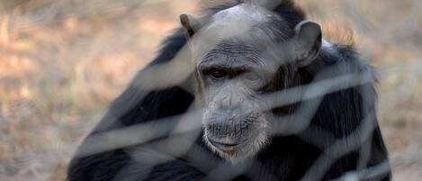 Un gorilla dietro una recinzione.