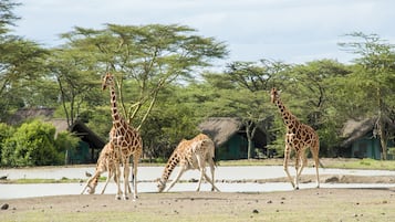 Wildbeobachtung