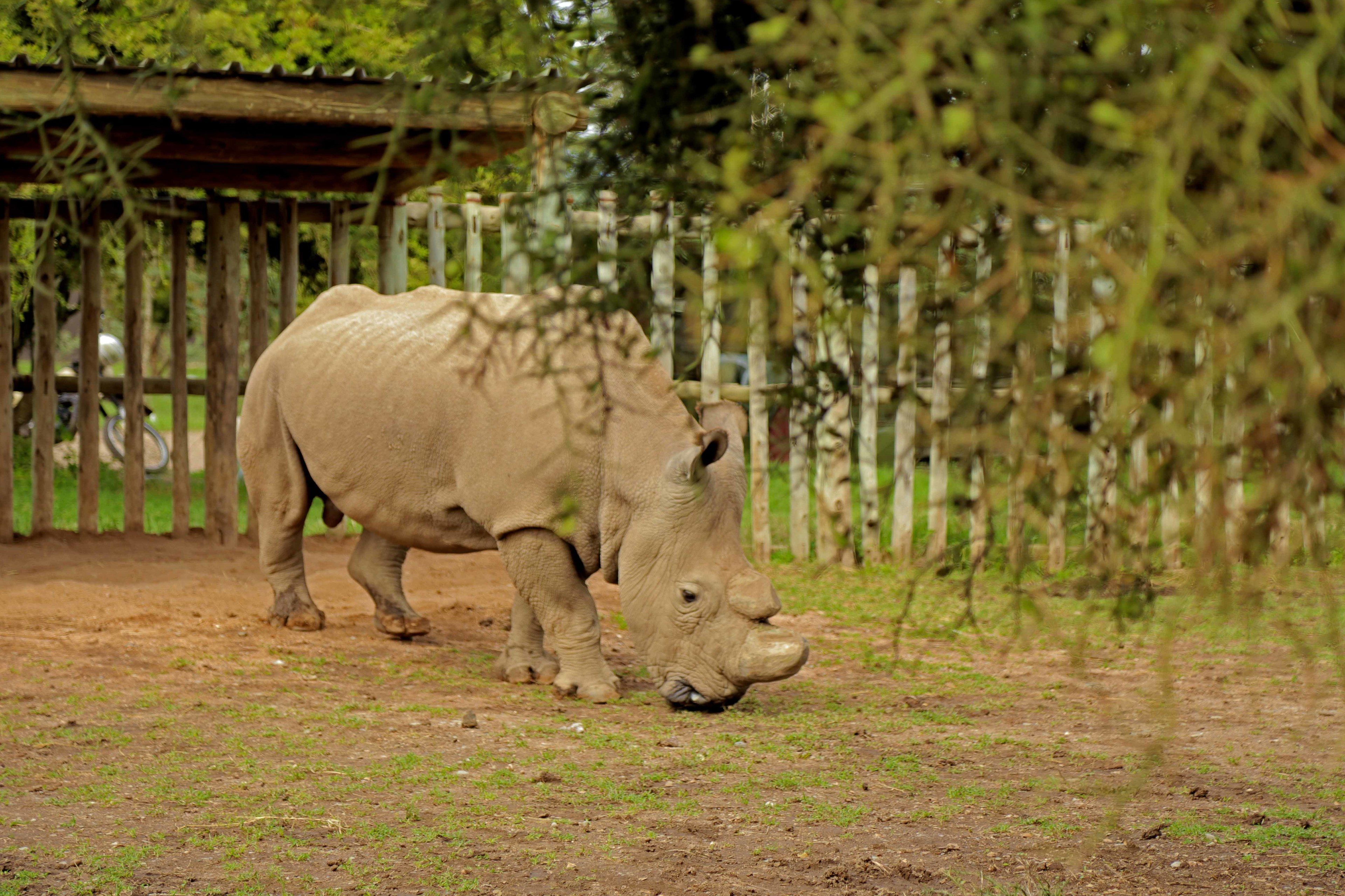 A rhino in a fenced enclosure with a dirt ground and sparse grass.