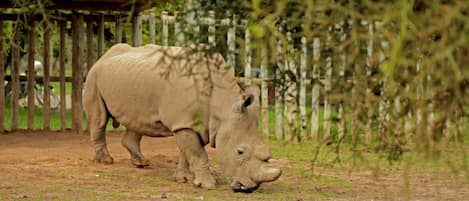 A rhino in a fenced enclosure with a dirt ground and sparse grass.