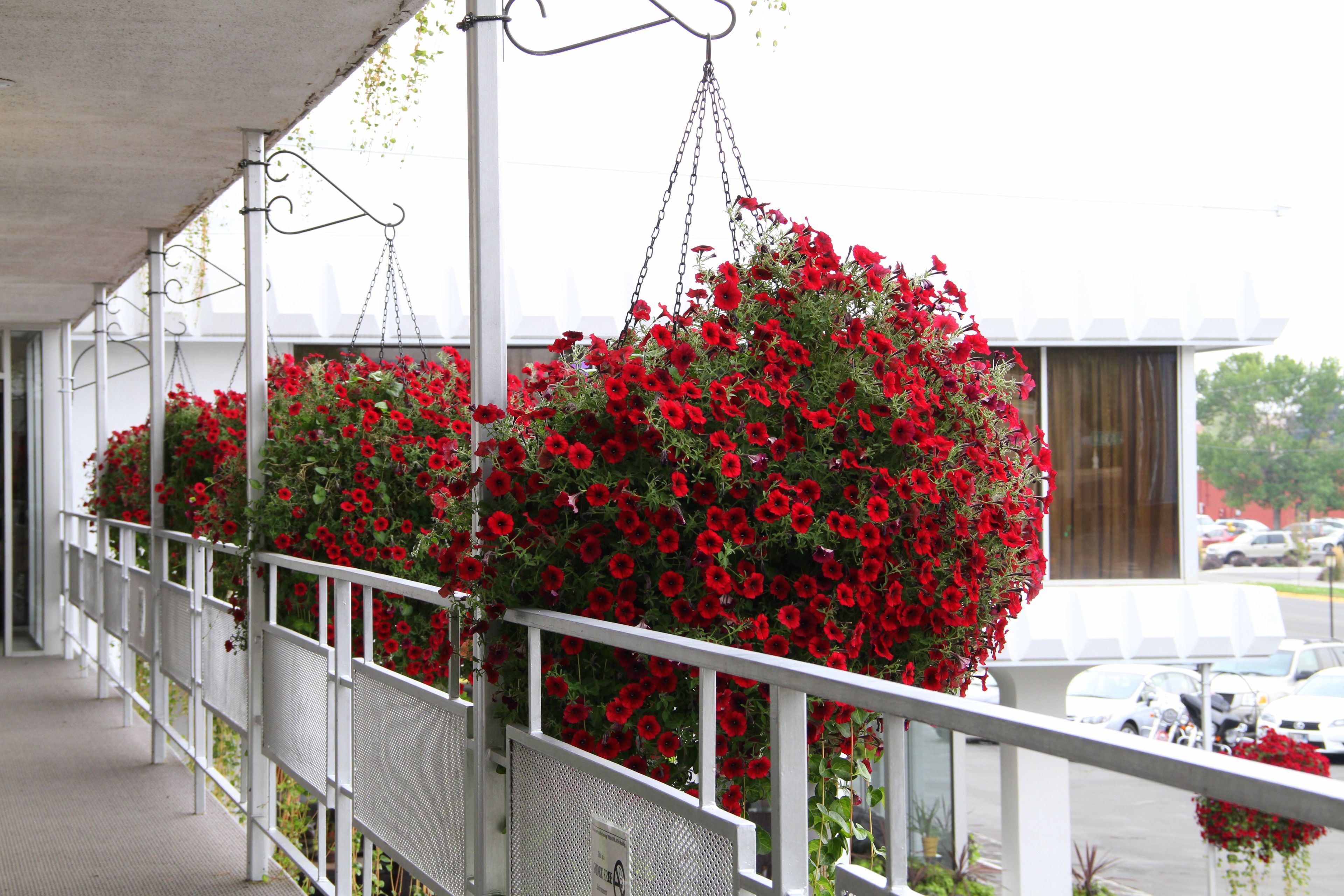 Foto - Lewis & Clark Motel - Bozeman