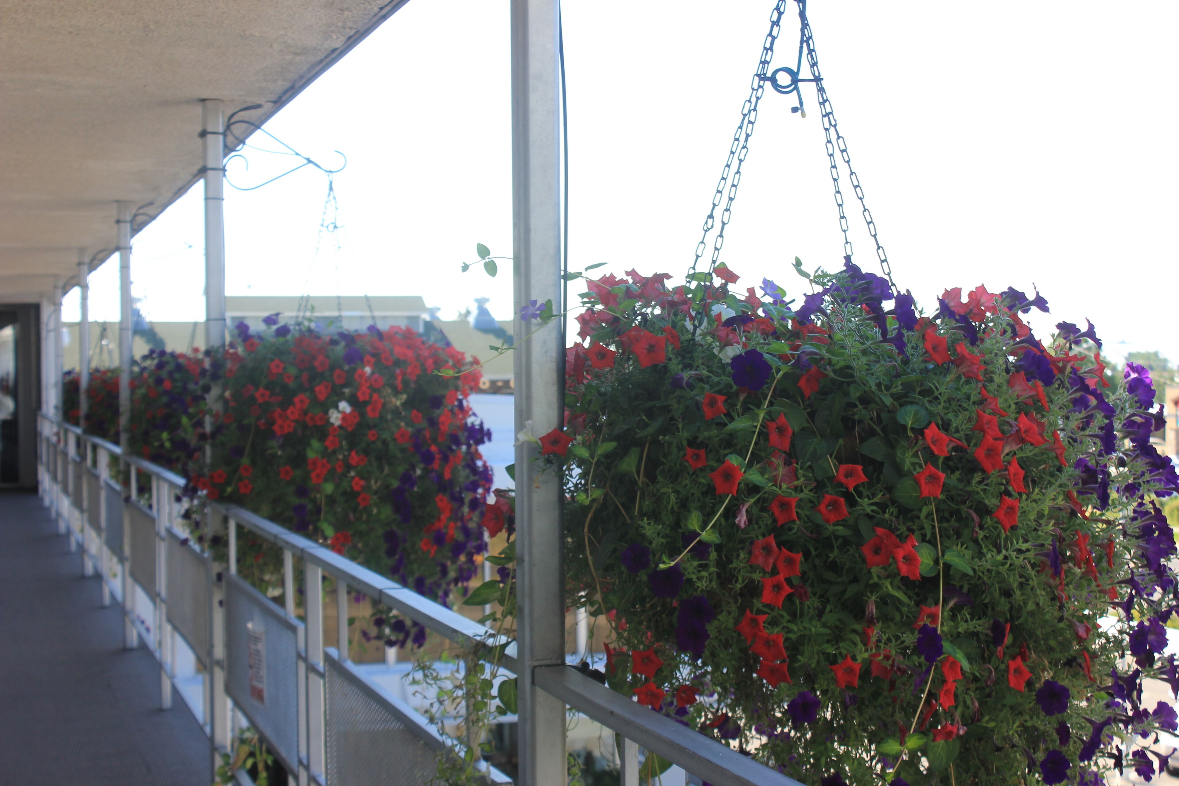 Foto - Lewis & Clark Motel - Bozeman