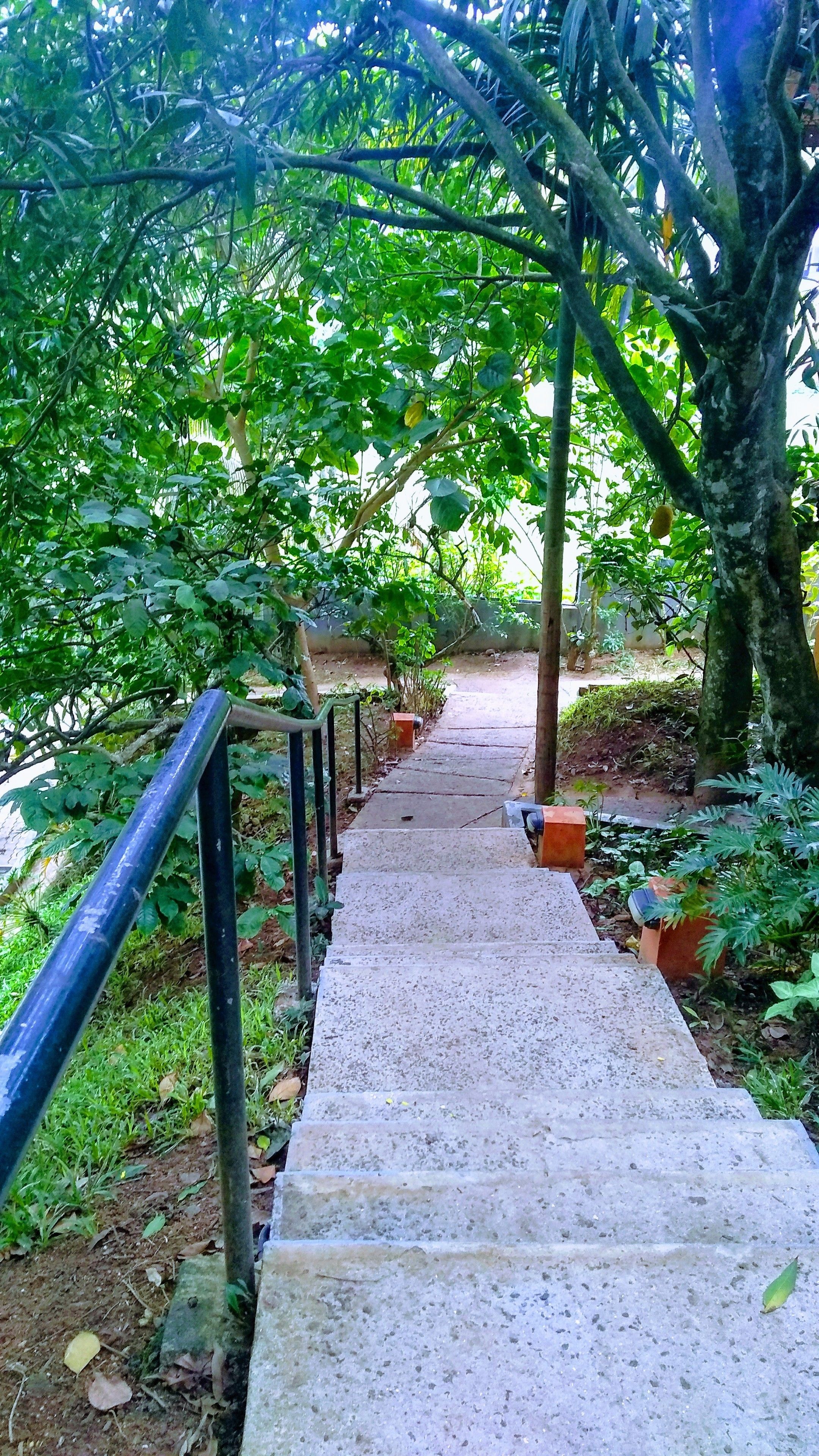 A concrete pathway leading through a garden with potted plants and a metal railing on one side.