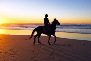Paseos a caballo