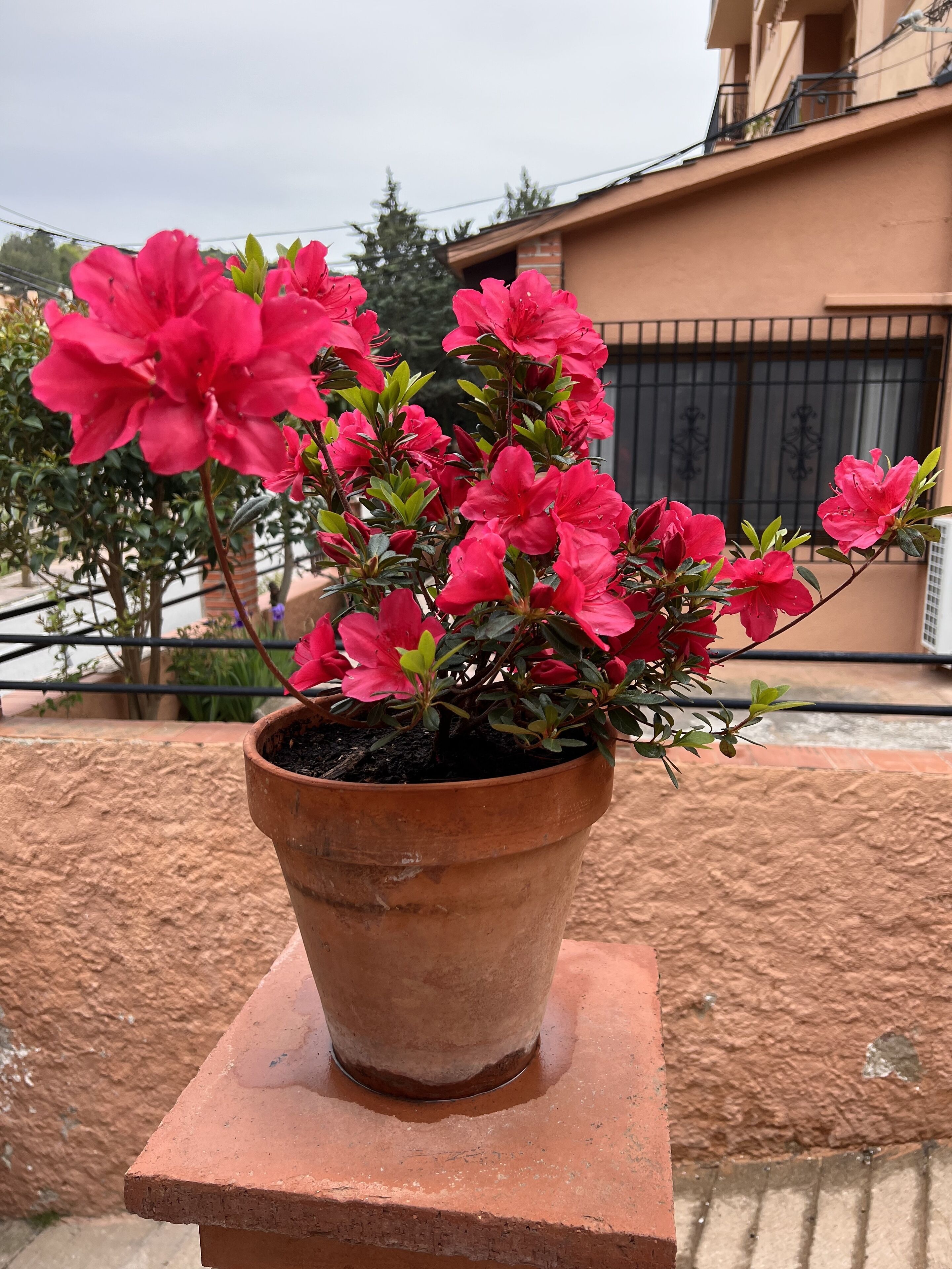 Un pot en terre cuite orné de fleurs roses, posé sur une étagère en briques.