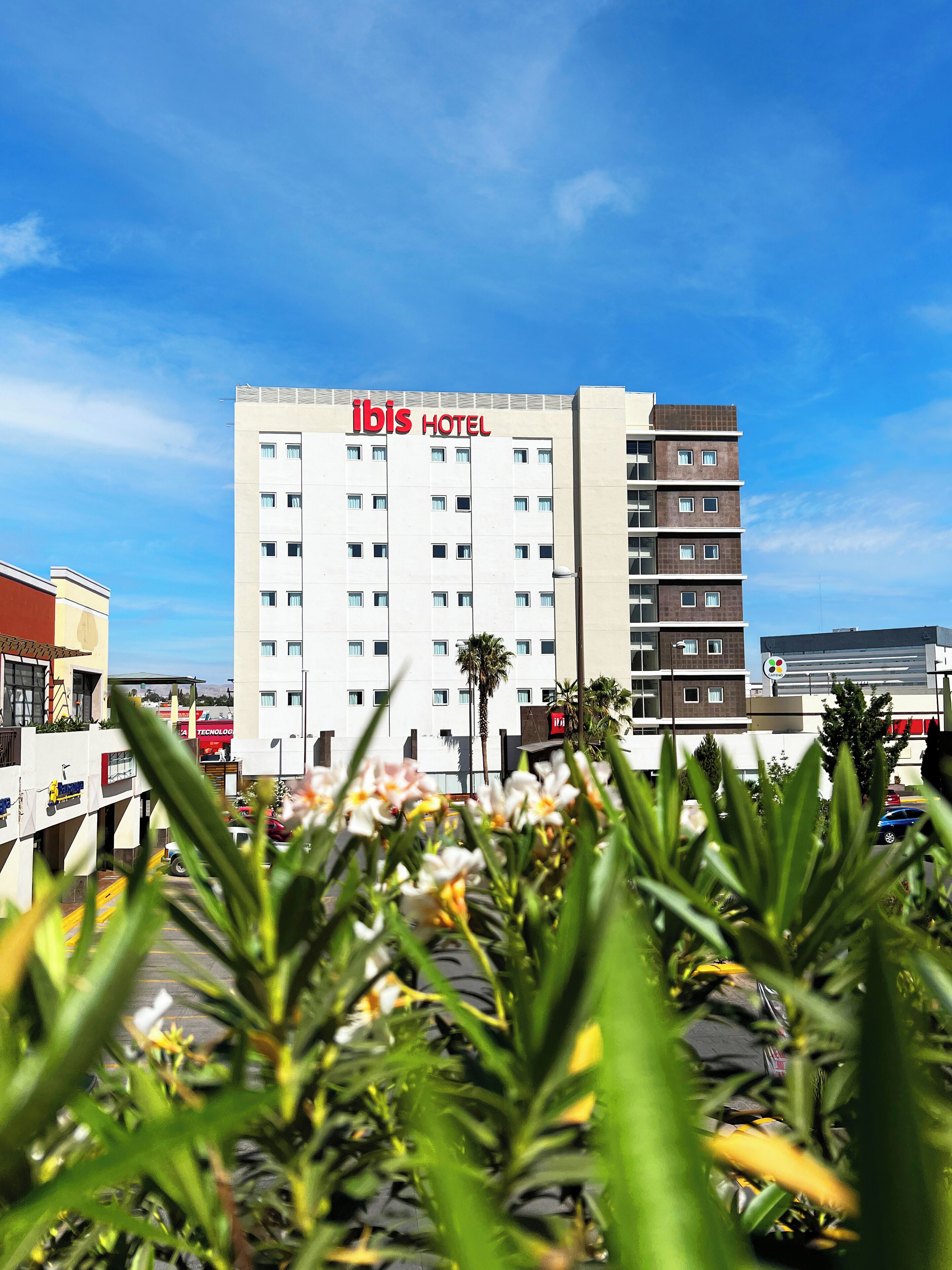 Foto - Ibis Chihuahua