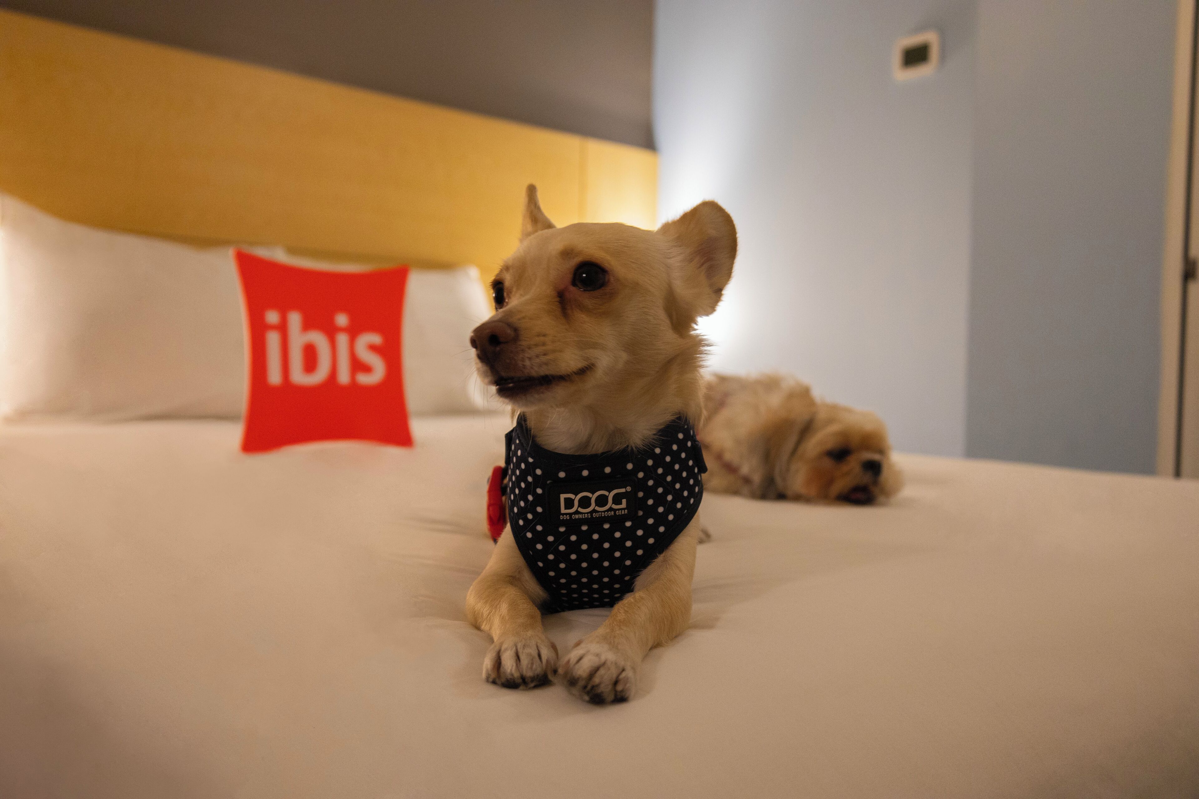 Photo - Ibis Chihuahua