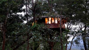 A treehouse with a wooden exterior, surrounded by dense foliage. - Rainforest Boutique Resort (Chalakudy)