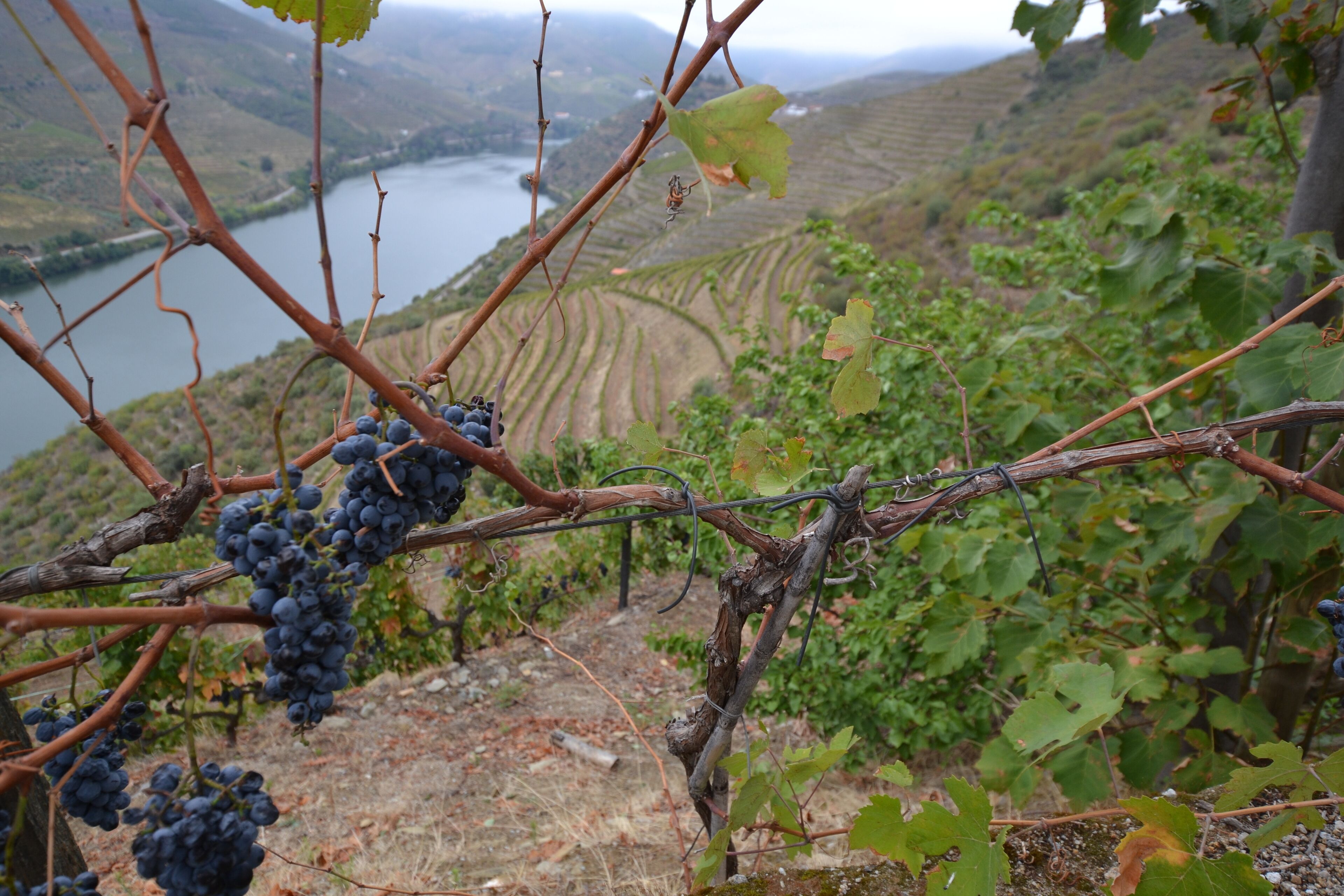 Photo - Quinta da Veiga