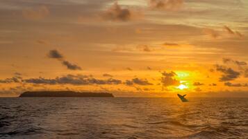 Un coucher de soleil sur l’océan, avec la silhouette d’une masse terrestre et une personne qui fait de la planche à voile.