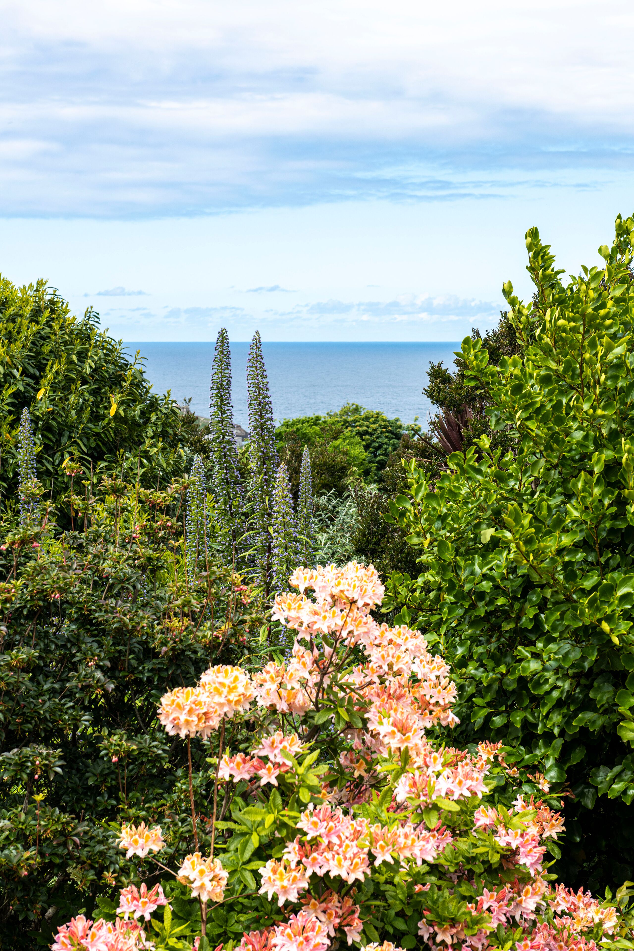 Un jardín con diversas plantas y flores, vista al mar y cielo despejado.