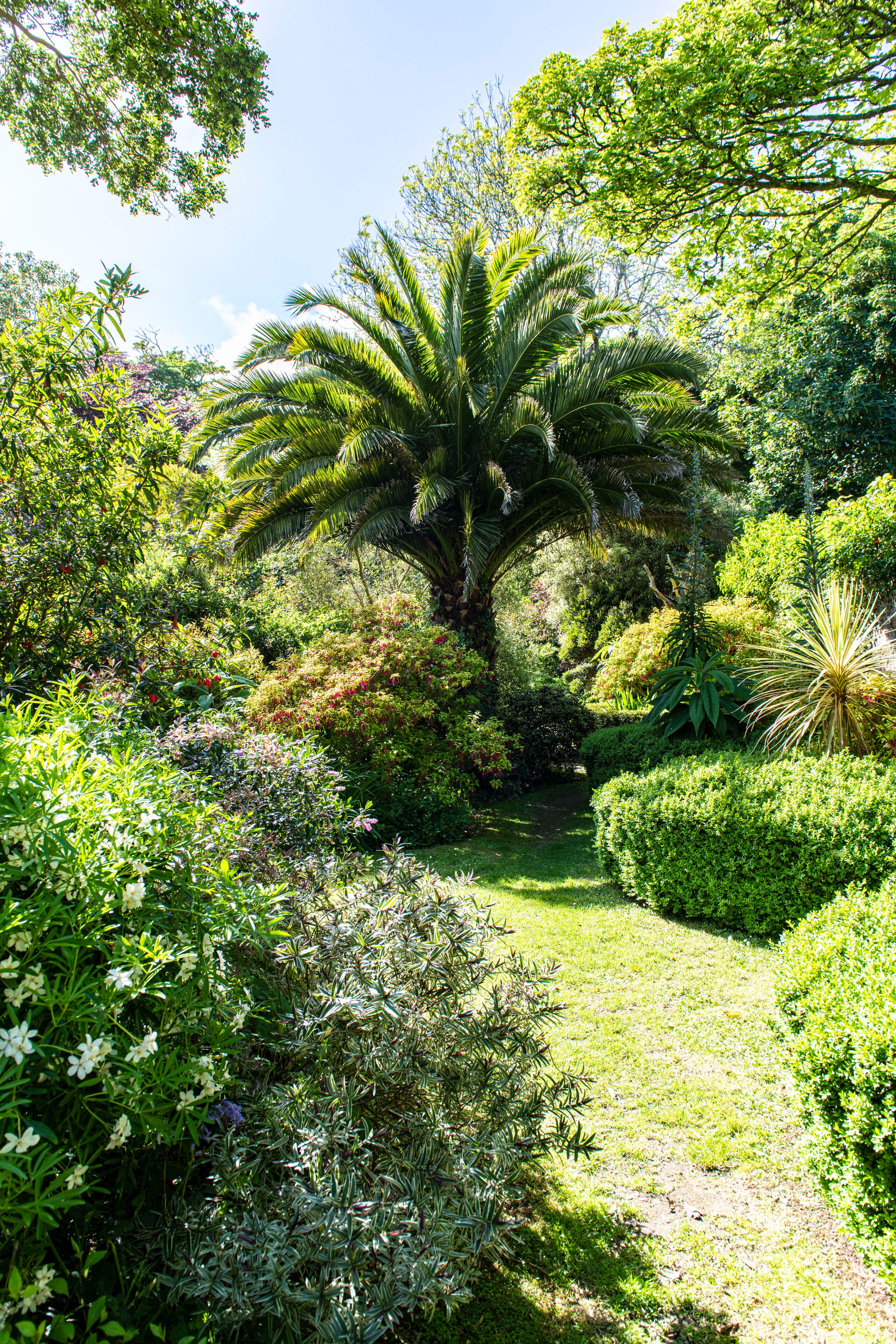 A lush garden with a variety of plants and a central palm tree.