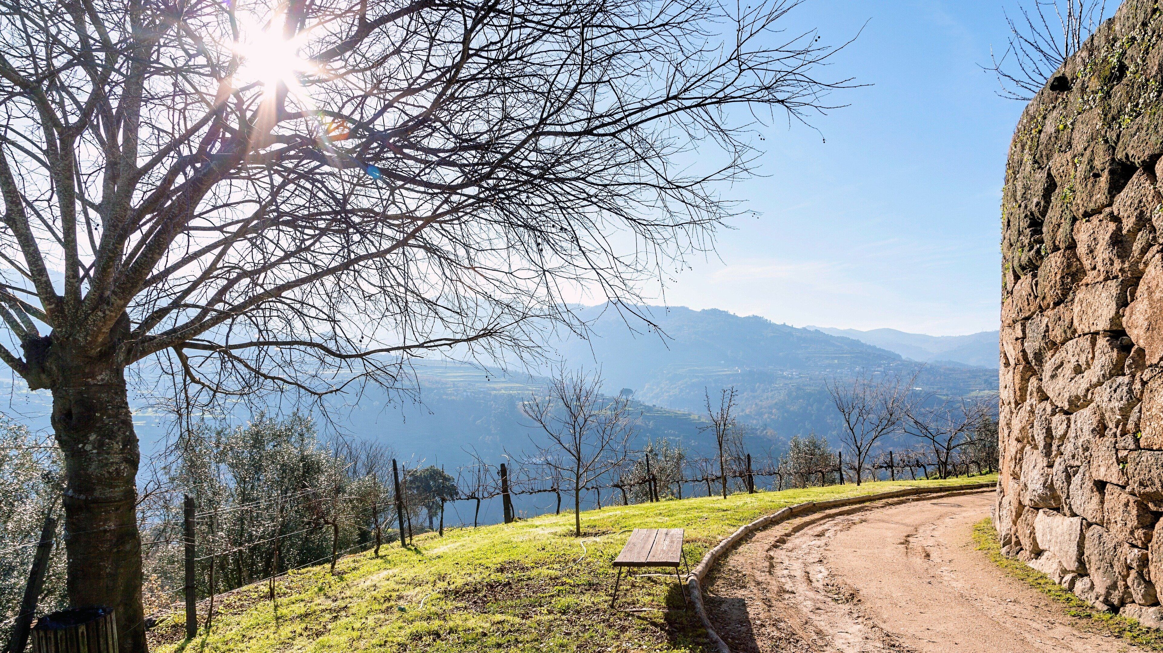 Un sendero de tierra serpentea por una ladera, con un muro de piedra a un lado y un árbol sin hojas en primer plano.