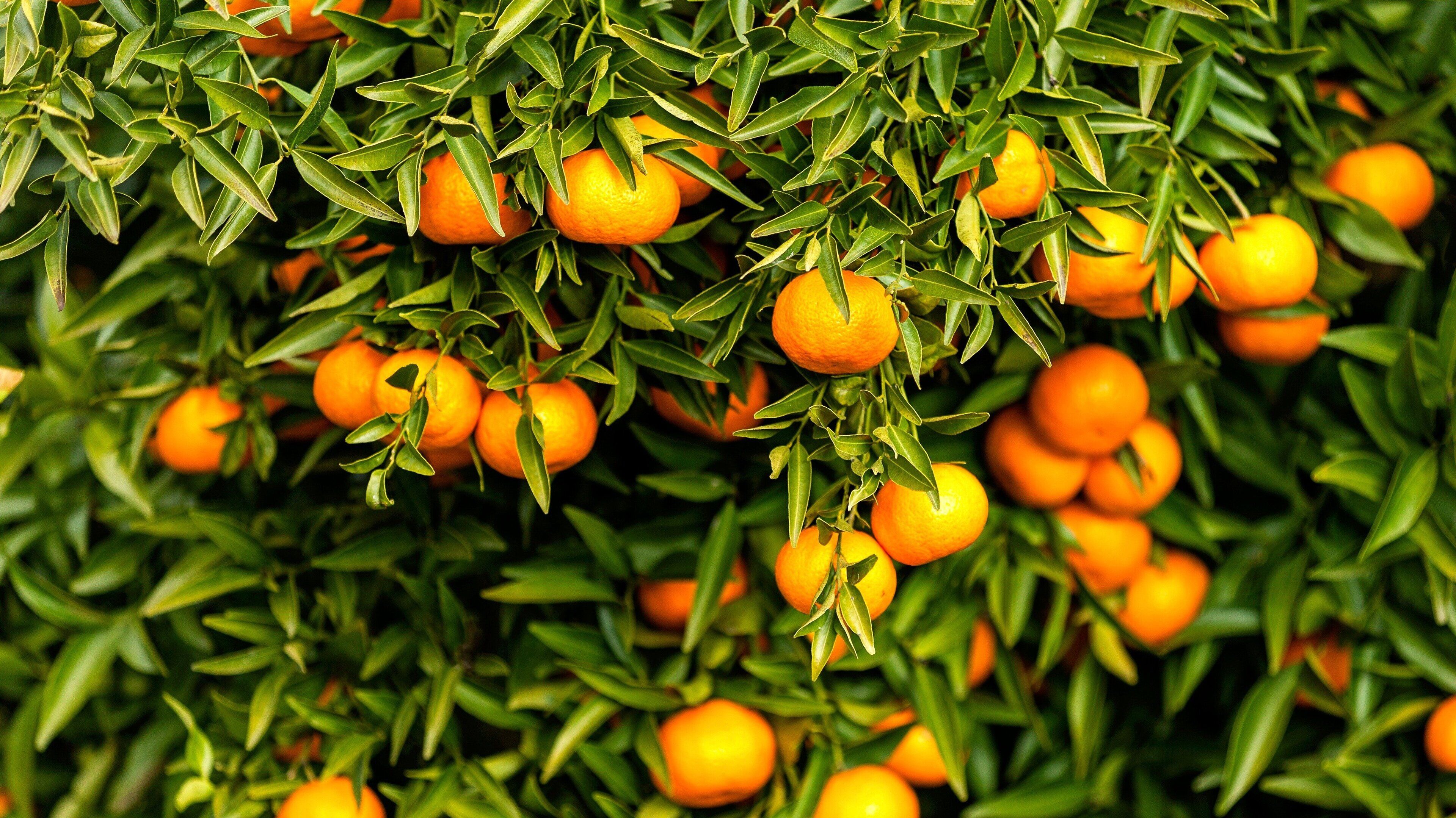 Primer plano de árboles de naranja con frutos maduros.
