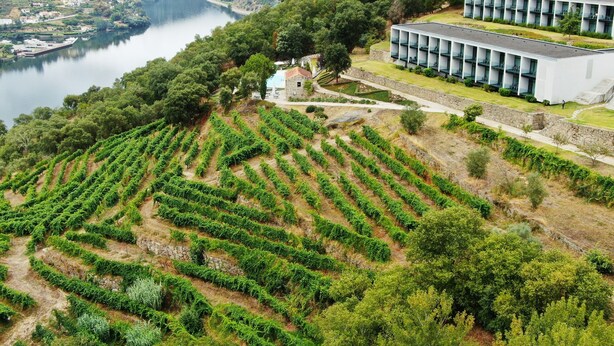 A modern building with a long, straight facade, adjacent to a vineyard with terraced rows of grapevines. - Douro Palace Hotel Resort and Spa (Baiao)