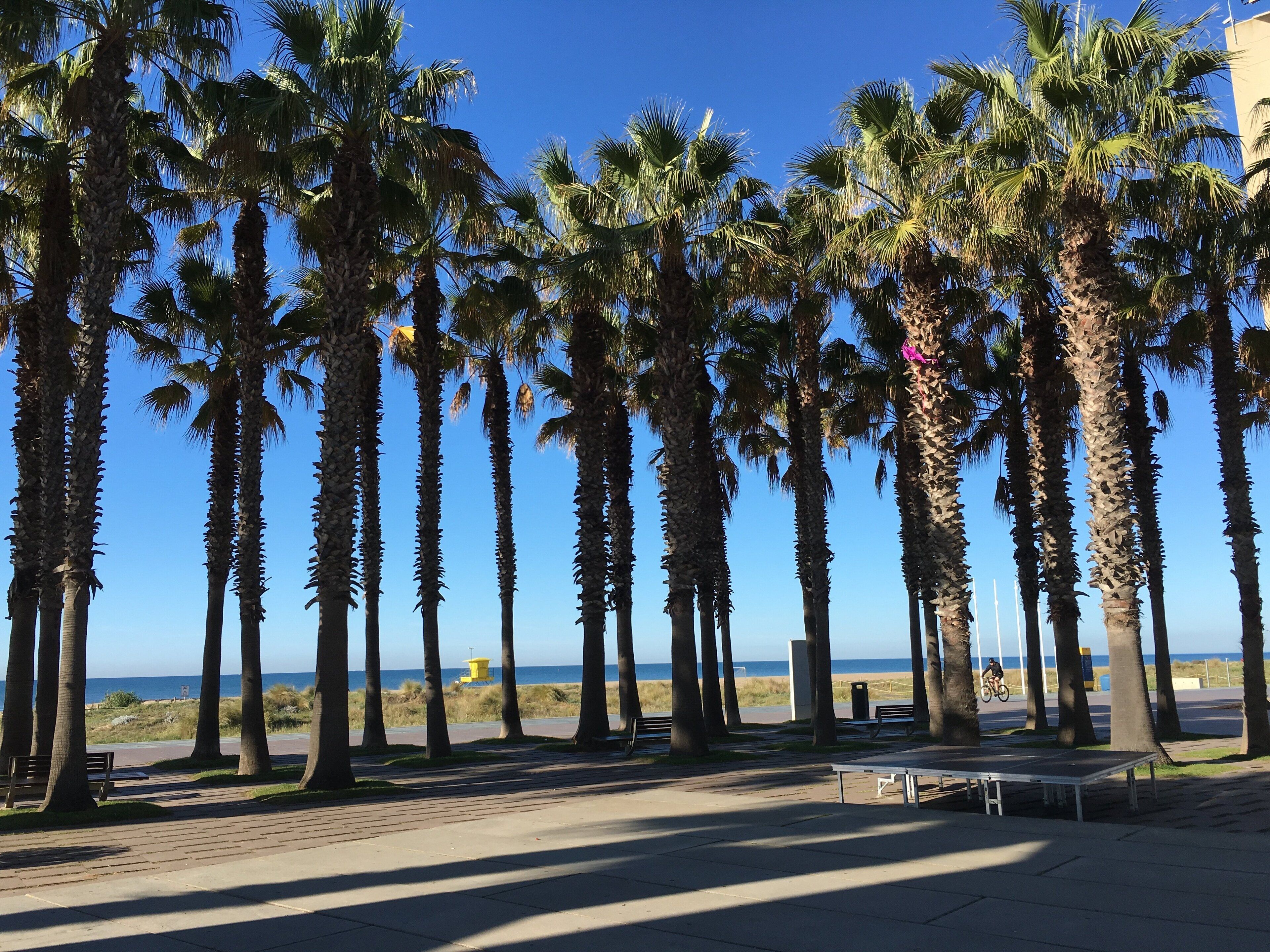 A row of palm trees along a paved walkway with benches, overlooking a beach and the ocean.