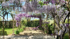 A garden with purple wisteria vines, a concrete path, and a purple bench.