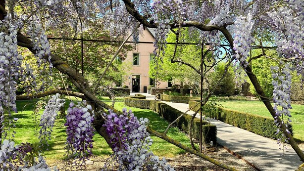 A garden with wisteria vines, a pathway, and a building in the background.