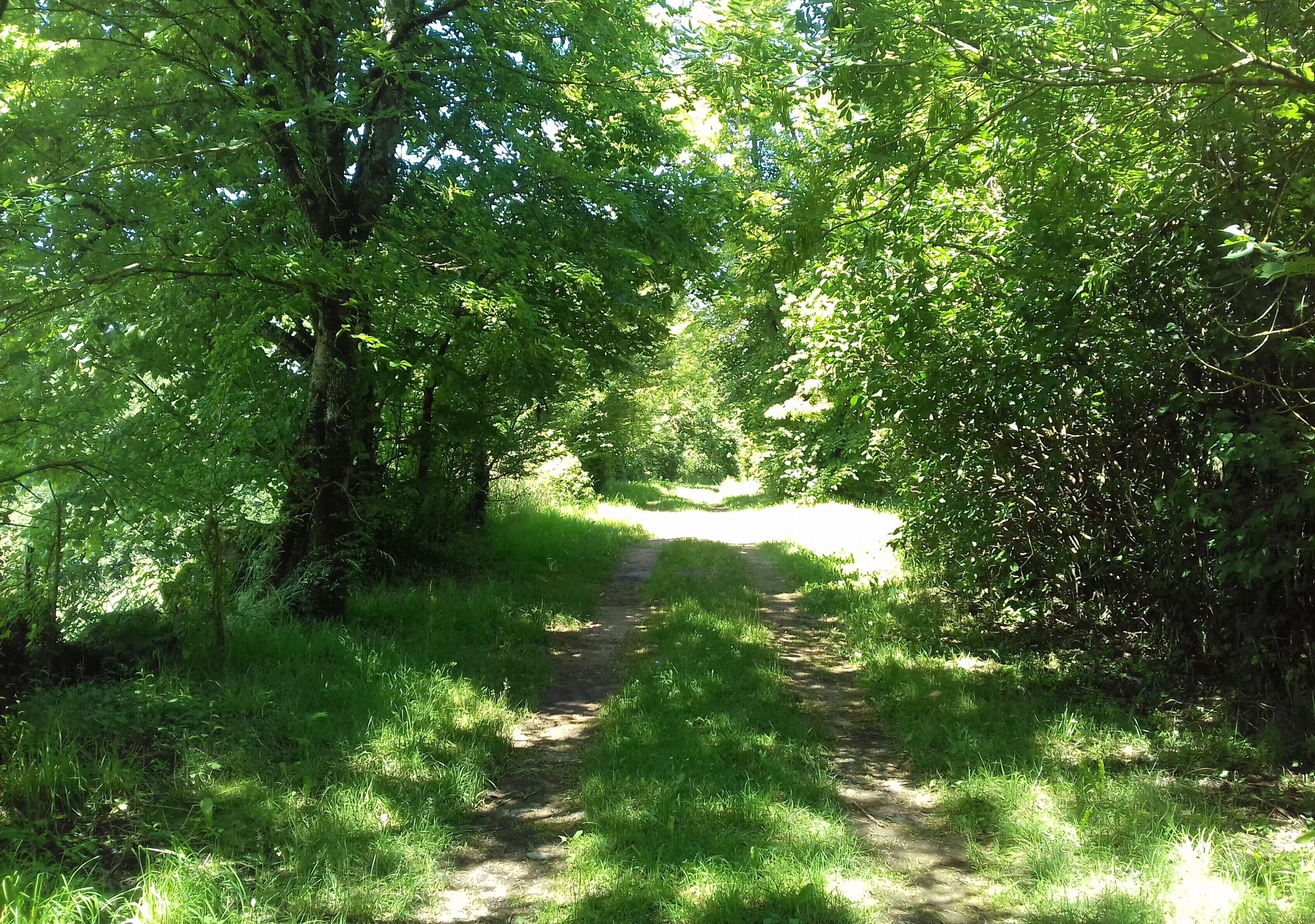 A narrow, unpaved path through a dense, green forest.