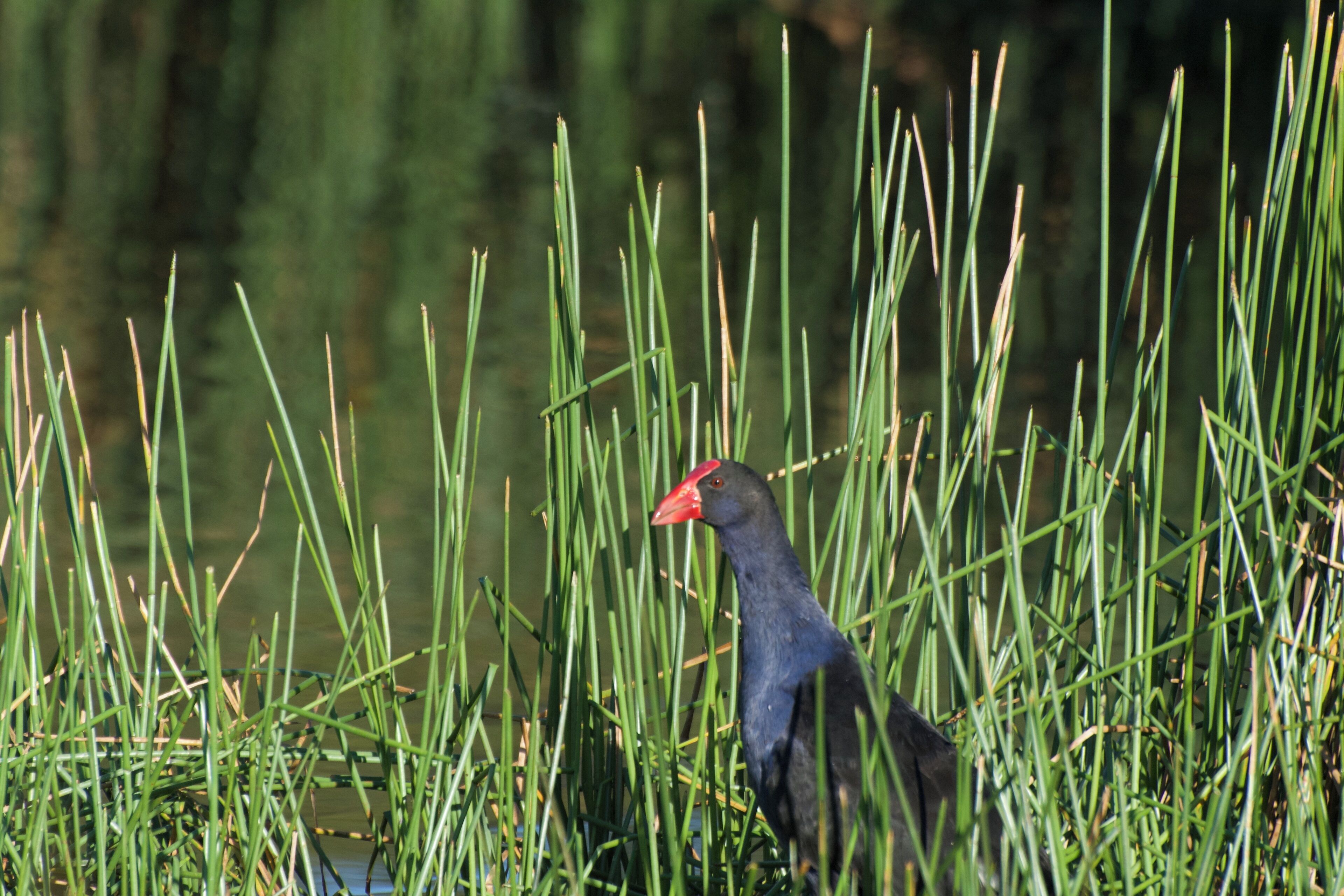 A bird in tall grass near water.