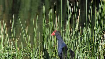 A bird in tall grass near water.