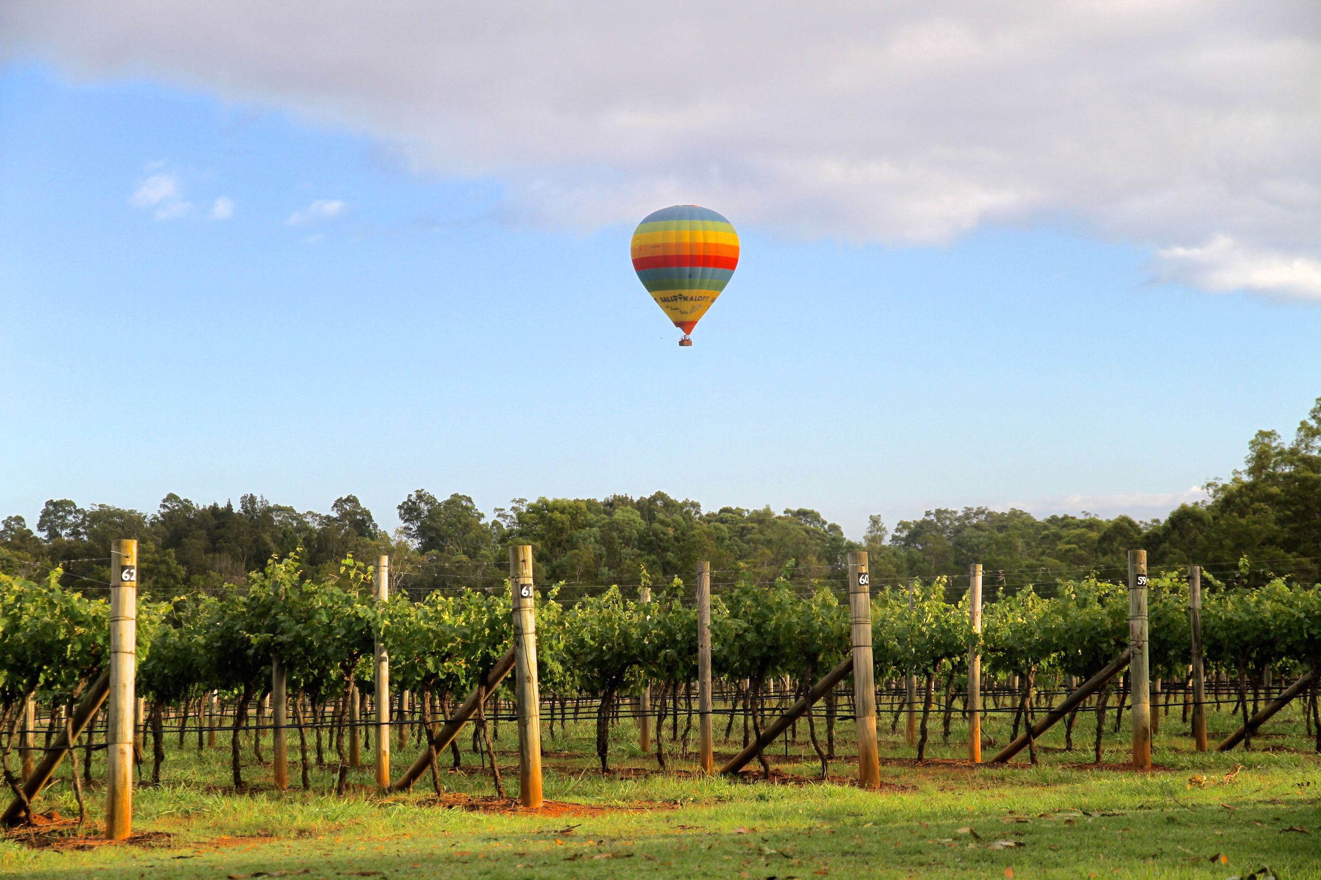 A vineyard with rows of grapevines and wooden posts.