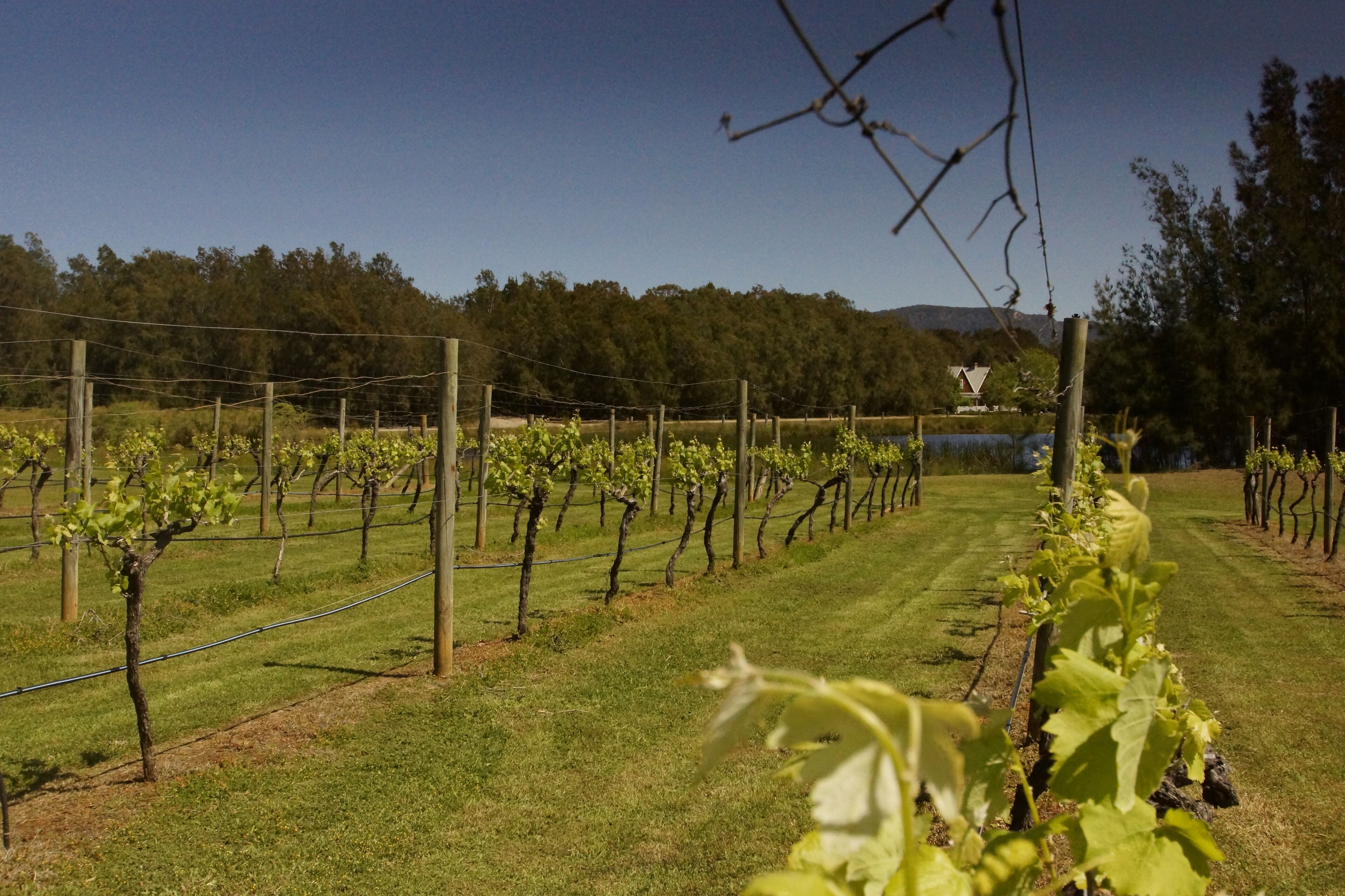 ヴィンヤード ビュー