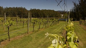 A vineyard with rows of grapevines. - The Carriages (Pokolbin)