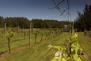 Vineyard view