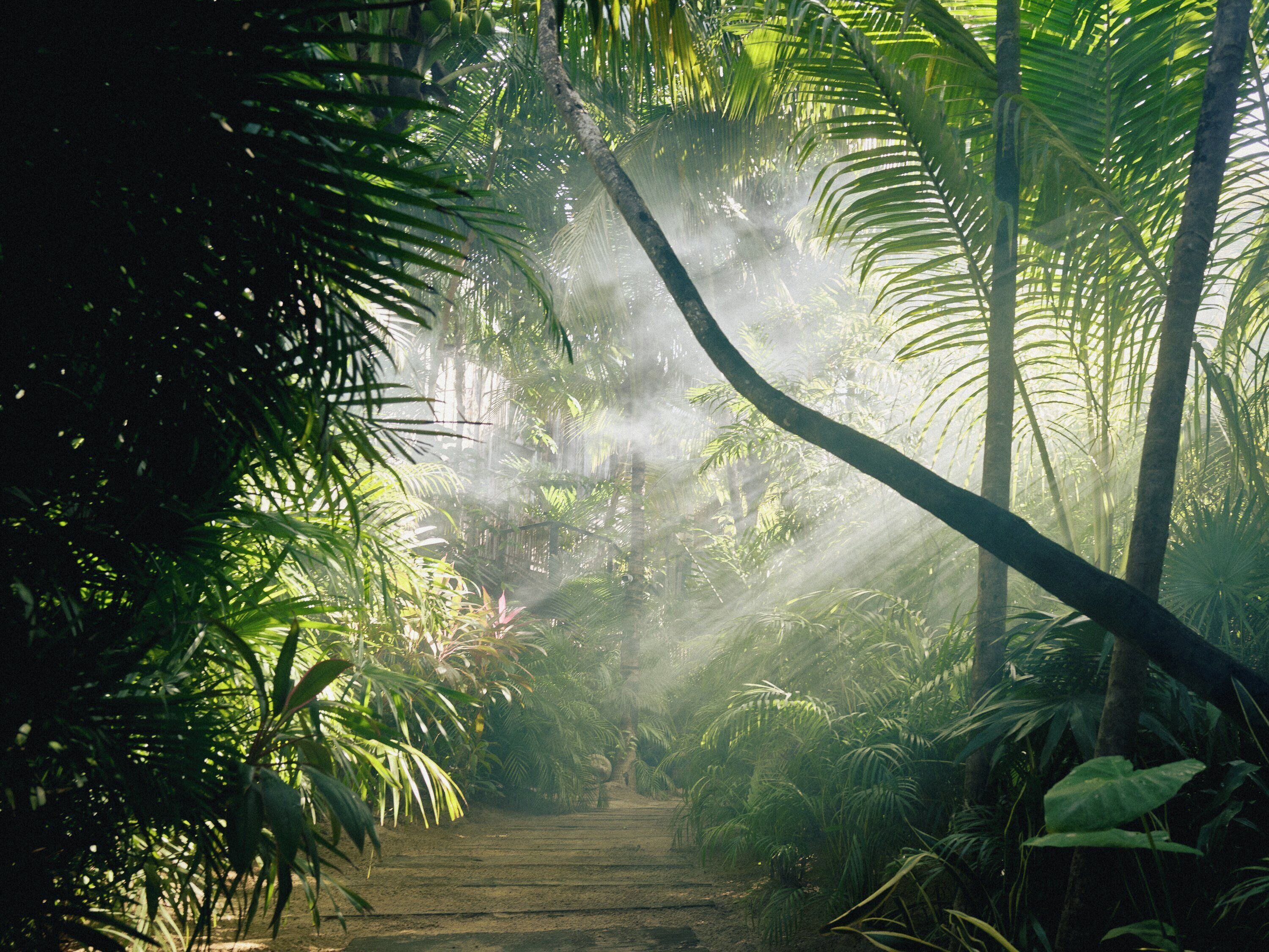 Un sendero serpentea por una densa selva tropical, con la luz del sol filtrándose entre los árboles.