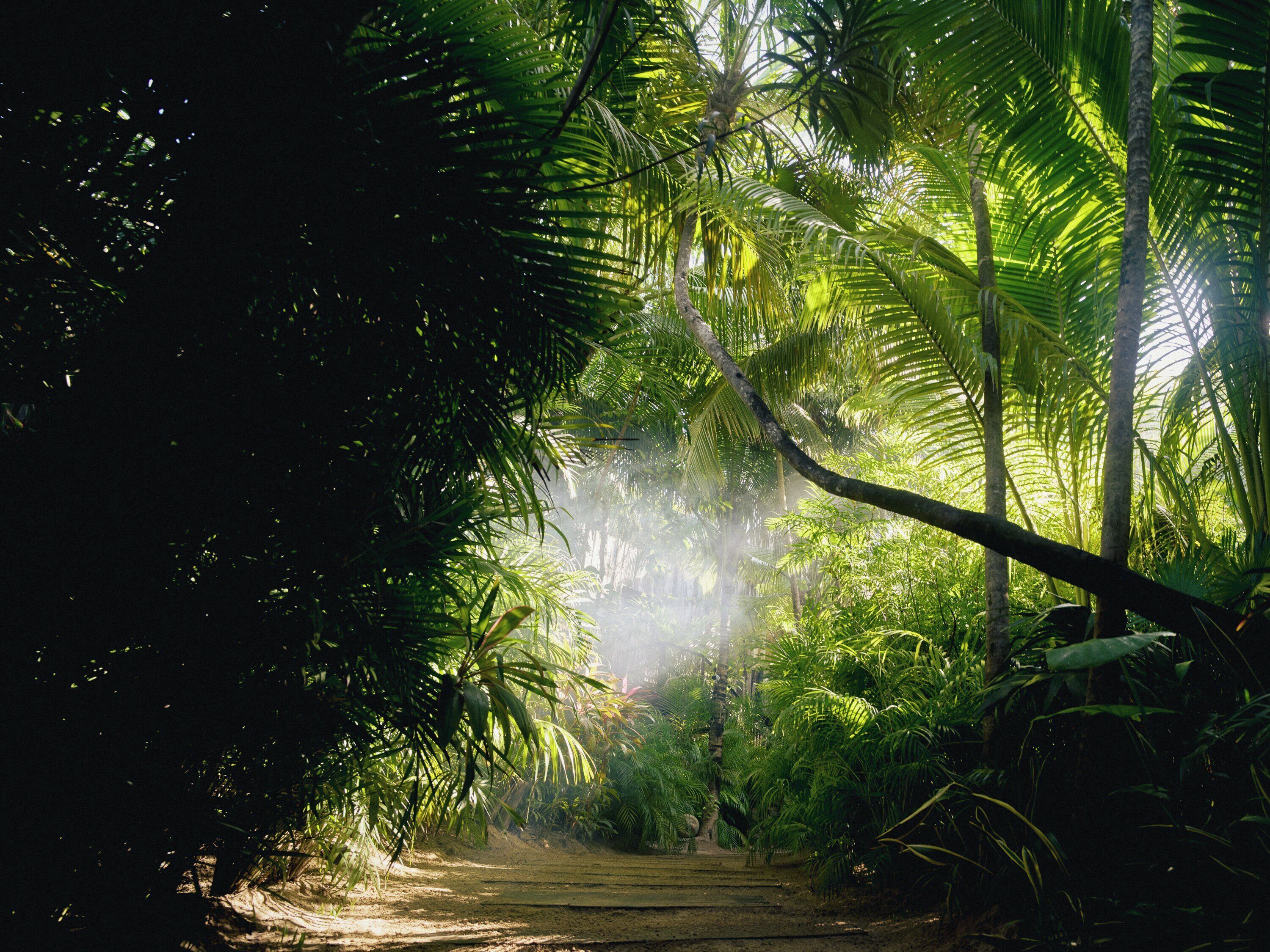 A pathway through a dense, tropical forest with sunlight filtering through the trees.