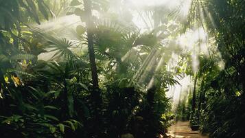 A pathway through a dense tropical garden with sunlight filtering through the foliage.