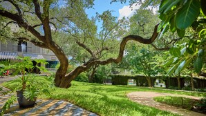A courtyard with a large tree, a pathway, and a building with striped awnings. - Hotel Saint Cecilia (Austin)