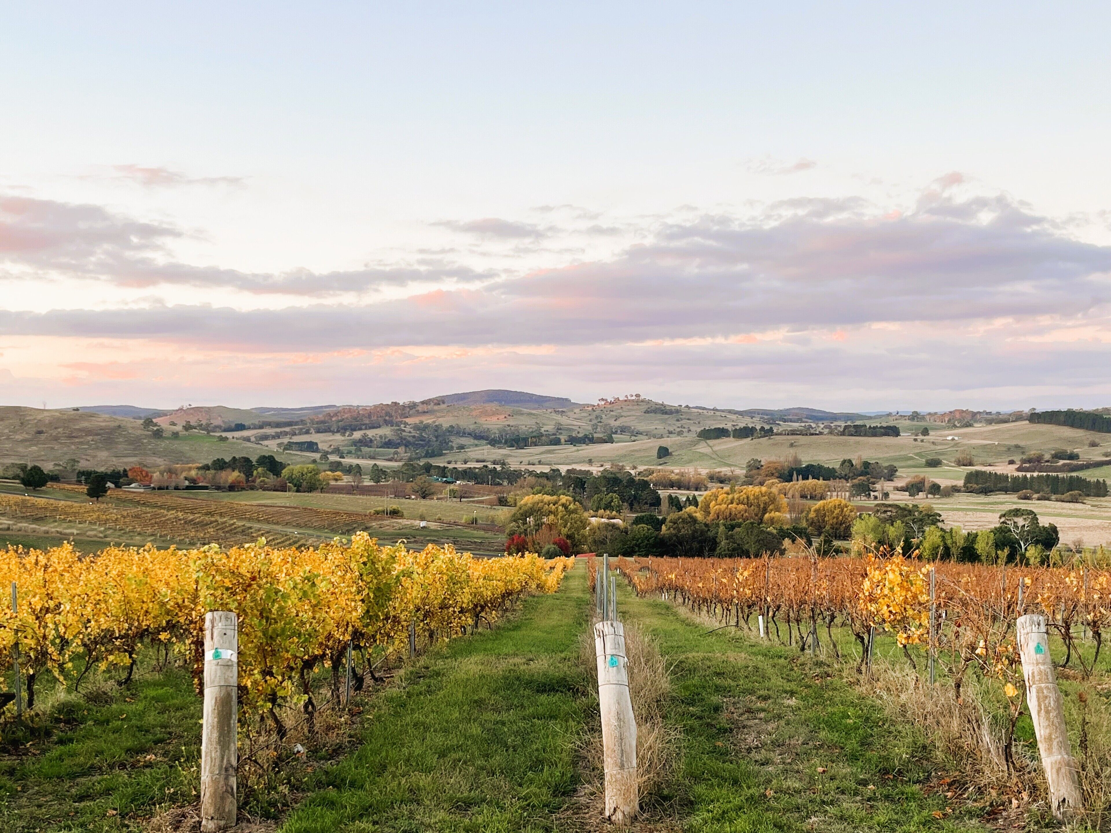 A vineyard with rows of grapevines and a clear sky.